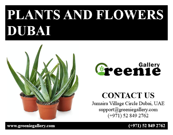 plants and flowers dubai,uae,Others,Free Classifieds,Post Free Ads,77traders.com